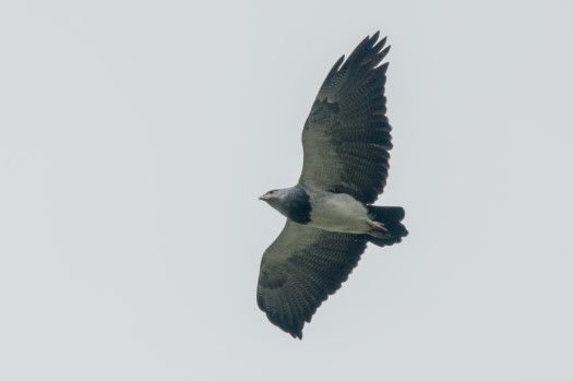 Black-chested Buzzard-Eagle at Papallacta